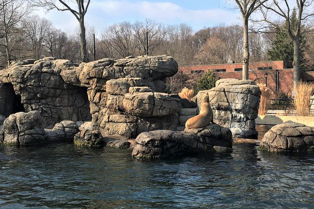 A sea lion on the rocks surrounded by water at the Prospect Park Zoo.